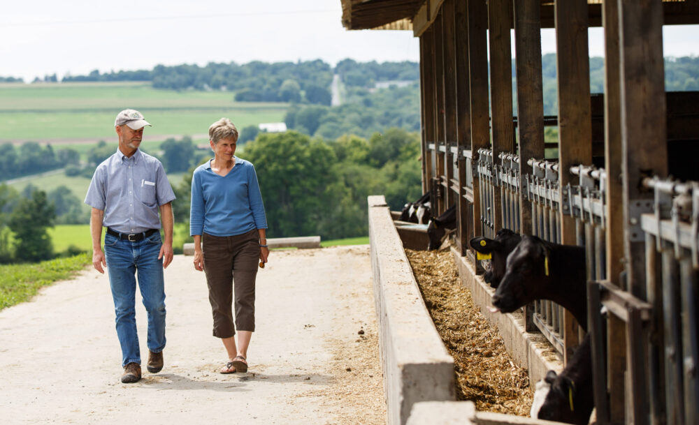 A man and woman stroll next to the outside wall of a free stall dairy barn while several dairy cattle stick their heads out into the open air in between grazing on animal feed.